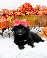 Tala, a female Cavapoo for sale in Statesville, NC – 3 of 10