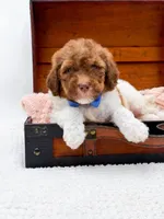Hank-Blue Eyes, a male Bernedoodle for sale in Statesville, NC – 2 of 10