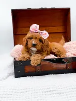 Raleigh, a female Cavapoo for sale in Statesville, NC – 1 of 10