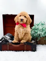 Ginger, a female Goldendoodle for sale in Statesville, NC – 6 of 10