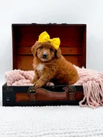 Sally, a female Miniature Goldendoodle for sale in Statesville, NC – 3 of 10