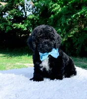 Micro Mini-Nelson, a male Miniature Bernedoodle for sale in Statesville, NC – 7 of 10