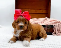 Sophia, a female Miniature Goldendoodle for sale in Statesville, NC – 8 of 10