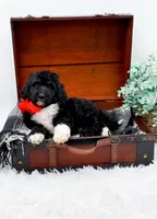 Fonzie, a male Bernedoodle for sale in Statesville, NC – 2 of 10