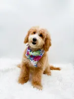 Dolly, a female Miniature Goldendoodle for sale in Statesville, NC – 7 of 10