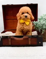 Piper, a female Miniature Goldendoodle for sale in Statesville, NC – 6 of 10