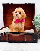 Pansy, a female Miniature Goldendoodle for sale in Statesville, NC – 7 of 10