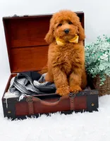 Elsie, a female Miniature Goldendoodle for sale in Statesville, NC – 2 of 9