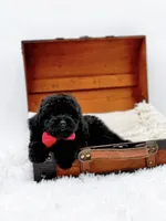 Rosie-AKC, a male Poodle - Toy  for sale in Statesville, NC – Photo 5 of 10