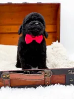 Rosie-AKC, a male Poodle - Toy  for sale in Statesville, NC – Photo 2 of 10