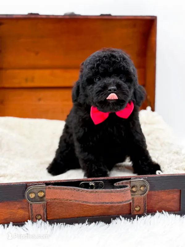 Rosie-AKC, a male Poodle - Toy  for sale in Statesville, NC – Photo 1 of 10
