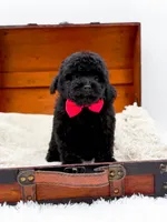 Rosie-AKC, a male Poodle - Toy  for sale in Statesville, NC – Photo 4 of 10