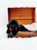 Rosie-AKC, a male Poodle - Toy  for sale in Statesville, NC – Photo 7 of 10