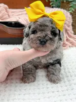 Micro Mini-Nala, a female Miniature Bernedoodle for sale in Statesville, NC – 2 of 10