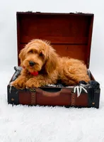 Amy, a female Miniature Goldendoodle for sale in Statesville, NC – 6 of 10