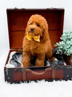 Elsie, a female Miniature Goldendoodle for sale in Statesville, NC – 5 of 9