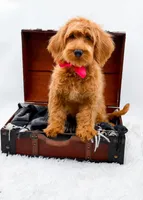 Amy, a female Miniature Goldendoodle for sale in Statesville, NC – 8 of 10