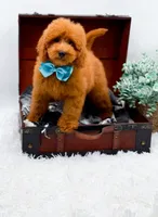 Edwin, a male Miniature Goldendoodle for sale in Statesville, NC – 5 of 10