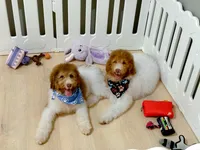 Hank, a male Bernedoodle for sale in Statesville, NC – 3 of 10