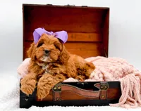 Rosie, a female Cavapoo for sale in Statesville, NC – 3 of 10