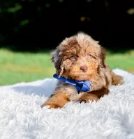 Odin-Blue Eyes, a male Miniature Bernedoodle for sale in Statesville, NC – 3 of 10