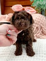 Nestle, a female Miniature Bernedoodle for sale in Statesville, NC – 8 of 10