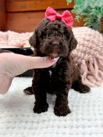 Micro Mini-Nutella, a female Miniature Bernedoodle for sale in Statesville, NC – 10 of 10