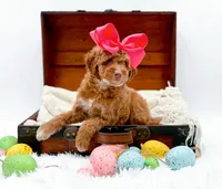 Lola, a female Miniature Goldendoodle for sale in Statesville, NC – Photo 2 of 10