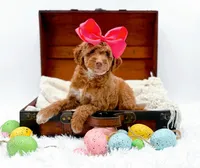 Lola, a female Miniature Goldendoodle for sale in Statesville, NC – Photo 1 of 10