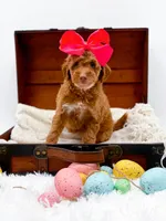 Lola, a female Miniature Goldendoodle for sale in Statesville, NC – Photo 4 of 10