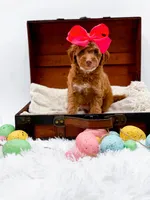 Lola, a female Miniature Goldendoodle for sale in Statesville, NC – Photo 7 of 10