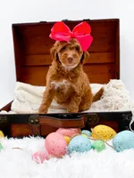 Lola, a female Miniature Goldendoodle for sale in Statesville, NC – Photo 6 of 10