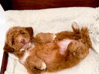 Lola, a female Miniature Goldendoodle for sale in Statesville, NC – Photo 10 of 10