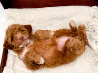 Lola, a female Miniature Goldendoodle for sale in Statesville, NC – Photo 9 of 10