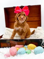 Lola, a female Miniature Goldendoodle for sale in Statesville, NC – Photo 5 of 10