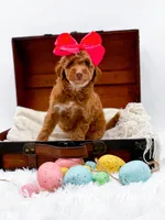 Lola, a female Miniature Goldendoodle for sale in Statesville, NC – Photo 8 of 10