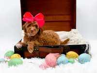 Lola, a female Miniature Goldendoodle for sale in Statesville, NC – Photo 3 of 10