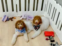 Hank, a male Bernedoodle for sale in Statesville, NC – 2 of 10