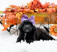 Tessa, a female Cavapoo for sale in Statesville, NC – 9 of 10
