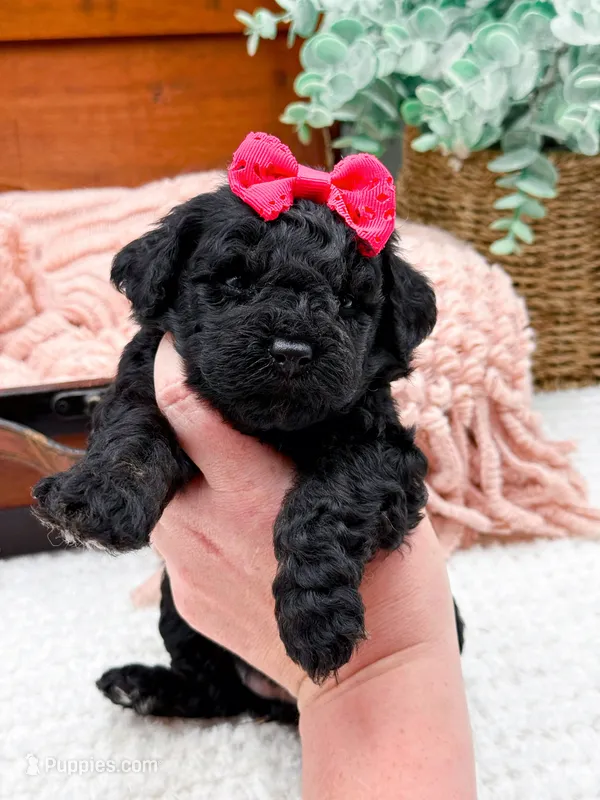Micro Mini Nancy – Miniature Bernedoodle puppy for sale in Statesville, NC
