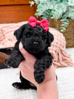 Micro Mini Nancy, a female Miniature Bernedoodle for sale in Statesville, NC – 1 of 10
