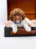 Hank-Blue Eyes, a male Bernedoodle for sale in Statesville, NC – 5 of 10