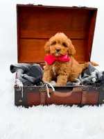 Sandy, a female Cavapoo for sale in Statesville, NC – 7 of 10