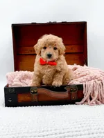 Shaggy, a male Miniature Goldendoodle for sale in Statesville, NC – 5 of 10