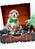Freckles(Blue Eye), a male Bernedoodle for sale in Statesville, NC – 2 of 10