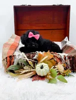 Maddie, a female Poodle - Toy  for sale in Statesville, NC – 2 of 10