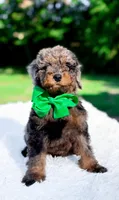 Ollie, a male Miniature Bernedoodle for sale in Statesville, NC – 8 of 10