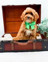 Petey, a male Miniature Goldendoodle for sale in Statesville, NC – 9 of 10
