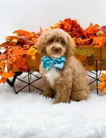 Ted, a male Cavapoo for sale in Statesville, NC – 6 of 10