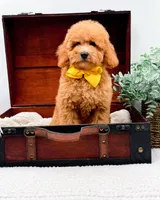 Piper, a female Miniature Goldendoodle for sale in Statesville, NC – 9 of 10
